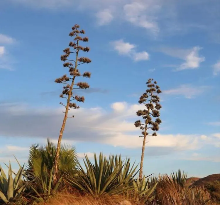 Дом отдыха Cortijo Los Garridos - 7 Huespedes Альмерия